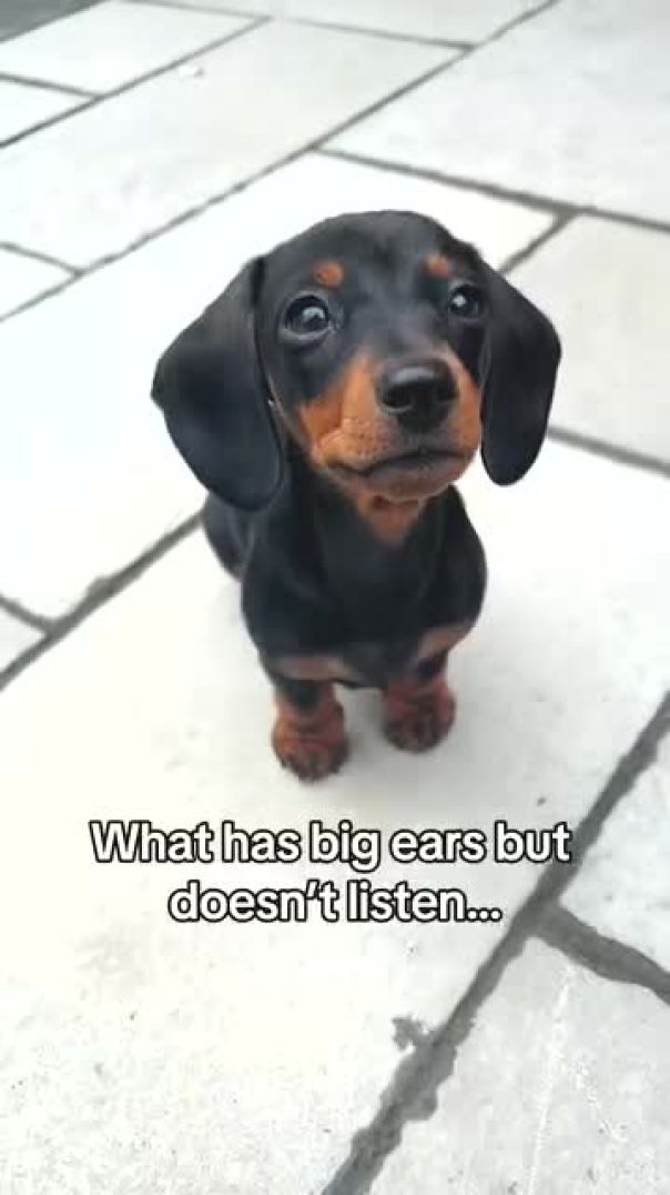 Big Ears
