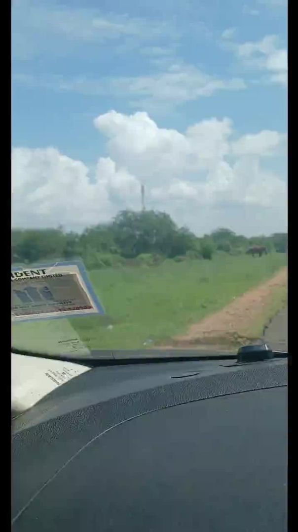 Kenya Elephant