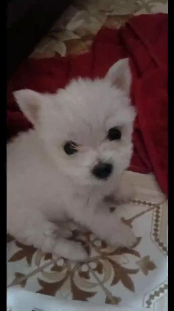 Fluffy Puppy
