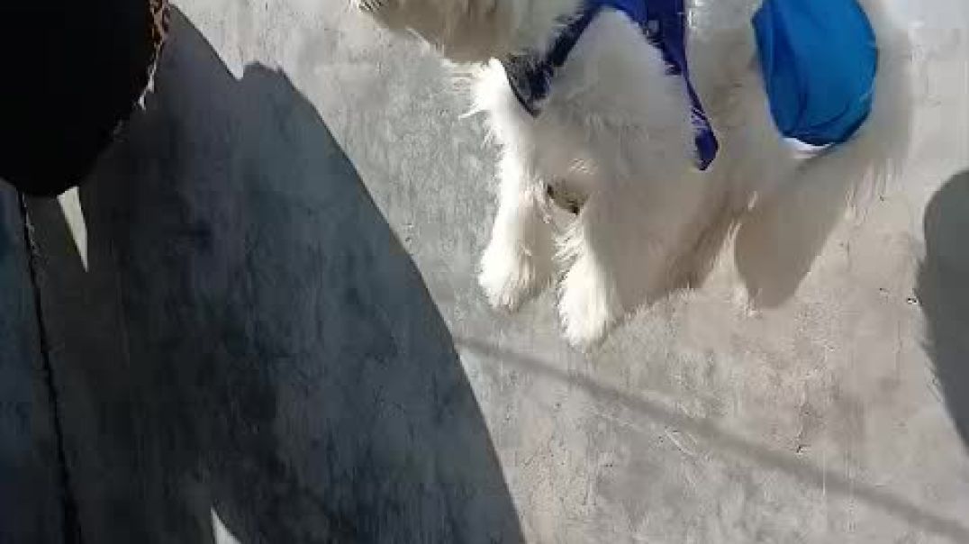 Fluffy Air Jail
